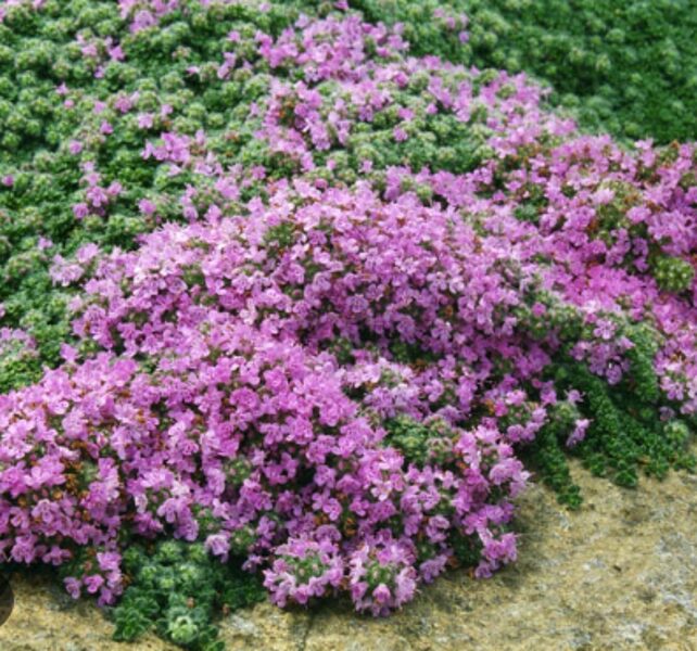 Timiāns ''Wooly Times'' 