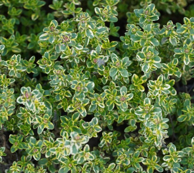 Citrontimiāns ''Gold Lemon''