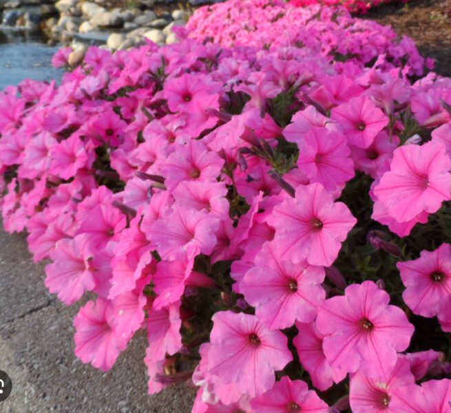 Petūnija ''Vista Bubblegum"
