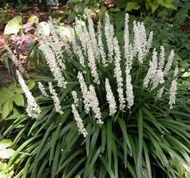 Muskaru liriope ''Monroe White''