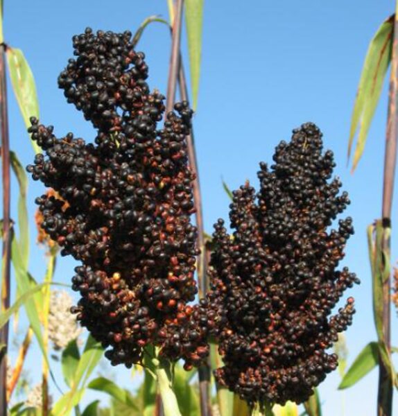 Sorgo ''Black Falcon''