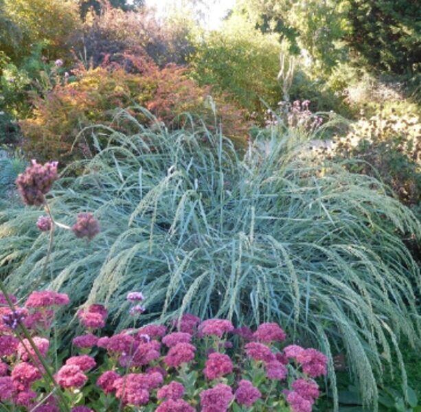 Panicum “Blue Fountain”