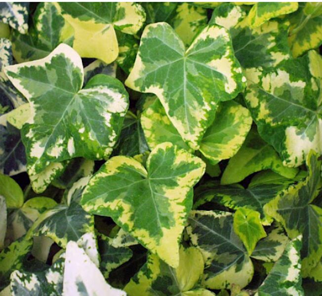 Efeja 'Golden Kolibri'