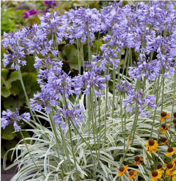 Agapants ''Silver Moon''