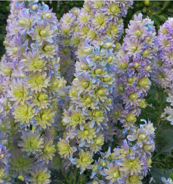 Pildītā delfīnija “Highlander Rainbow Sensation“