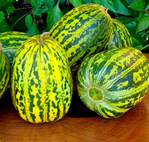Melone ''Konfekšu''