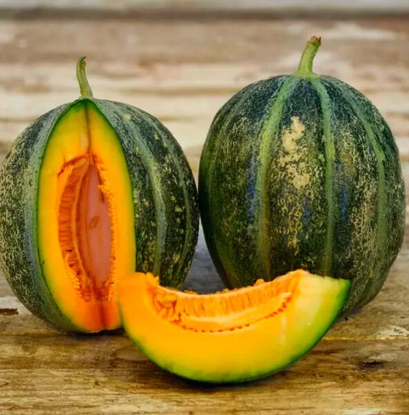 Melone ''Noir de Carmes''