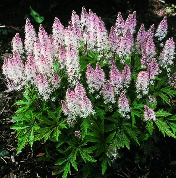Tiarella “Angel Wings”
