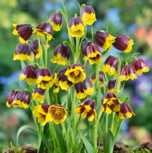 Mihailovska fritilārija