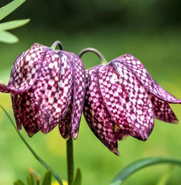 Rūtainā fritilārija