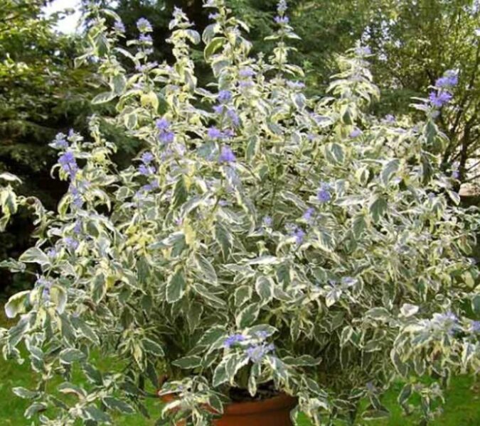 Klendonas zilbārde 'White Surprise'