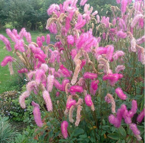 Brūnvālīte 'Pink Brushes'