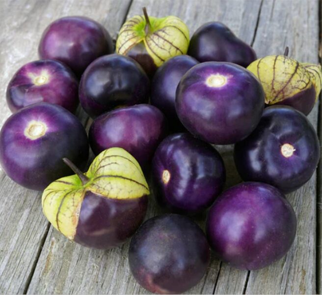 Meksikas fizālis “Morado Tomatillo”