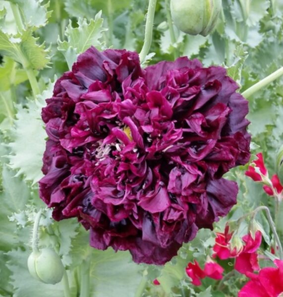 Magone 'Black Peony'