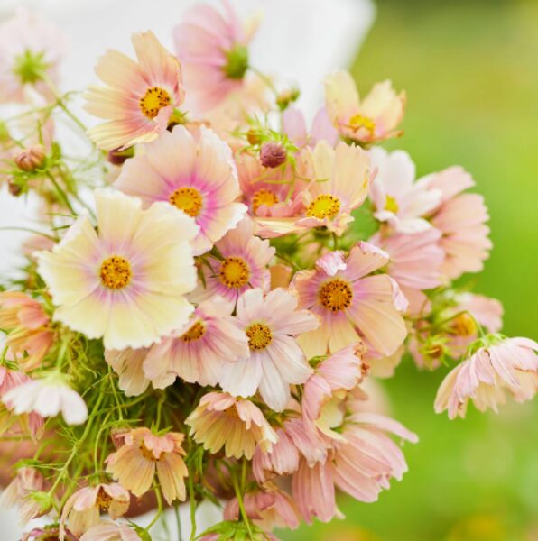 Kosmeja “Apricot Lemonade”