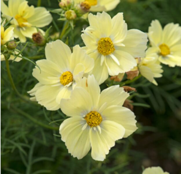 Kosmeja “Xanthos”