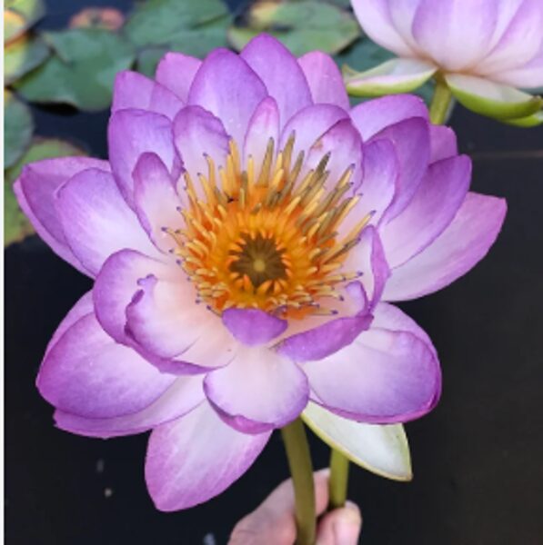 Ūdensroze 'Queen Sirikit'