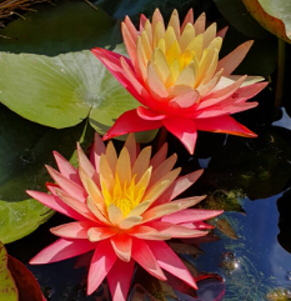 Ūdensroze 'Gregg's Orange Beauty'