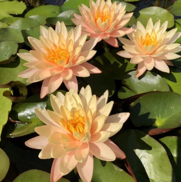 Nymphaea 'Karleen Harder'