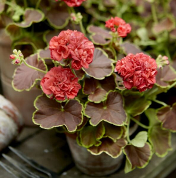 Jaunstāds - Pelargonija “Caramel Red”
