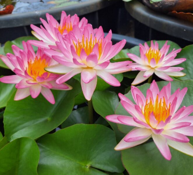 Tropiskā ūdensroze 'Tropic Sunset'