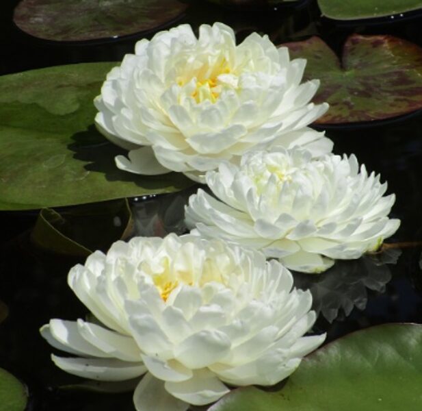 Ūdensroze 'White 1000 Petals'
