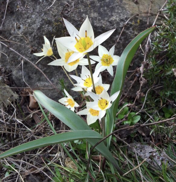 Turkestānas tulpe 05/10/24