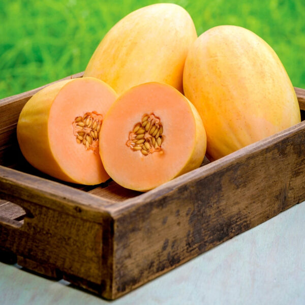 Melone ''Mangomel F1''