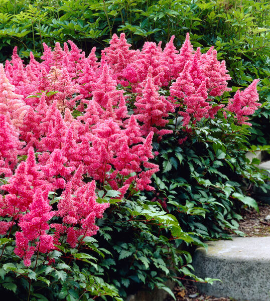 Astilbe japānas ''Bonn"