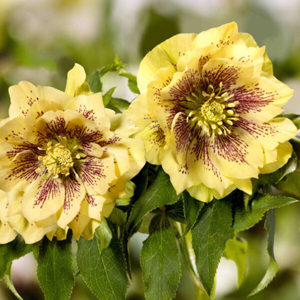 Helleborus “Abby”
