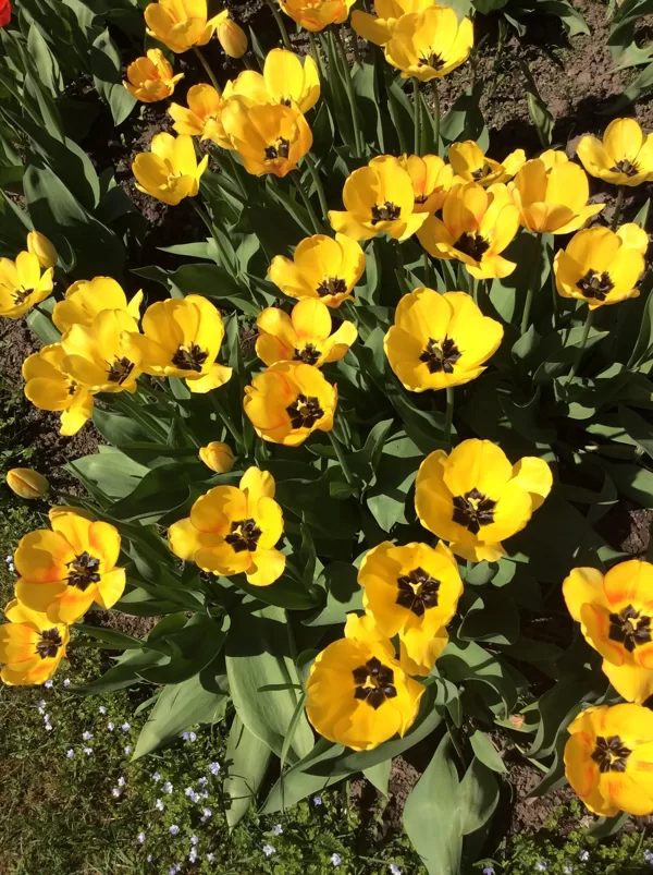 Dzeltenās tulpes