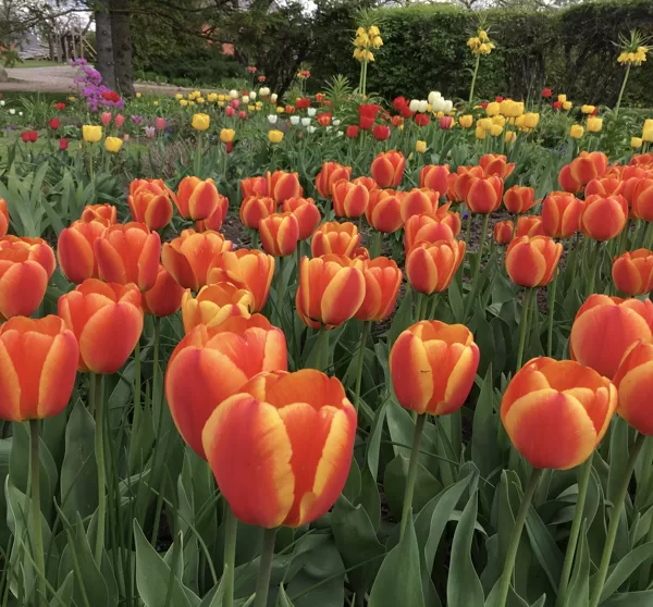 Tulpes "Oxford Elite"