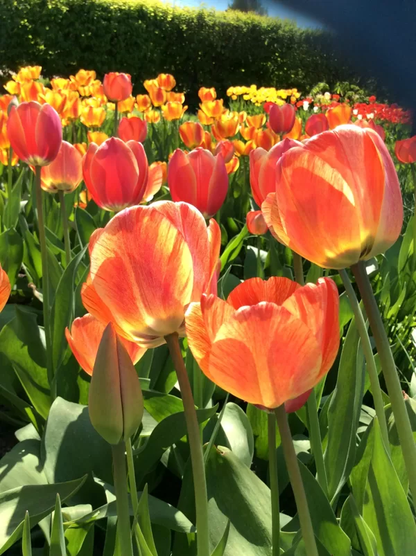 Tulpes